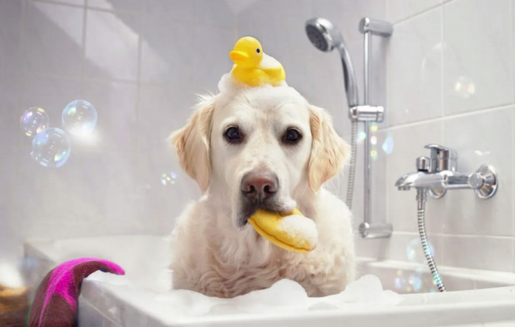 Dctr.Go Шампунь-бальзам для животных Sнampoo Therapy "Мультиуход" 1000 ml в Белгороде 